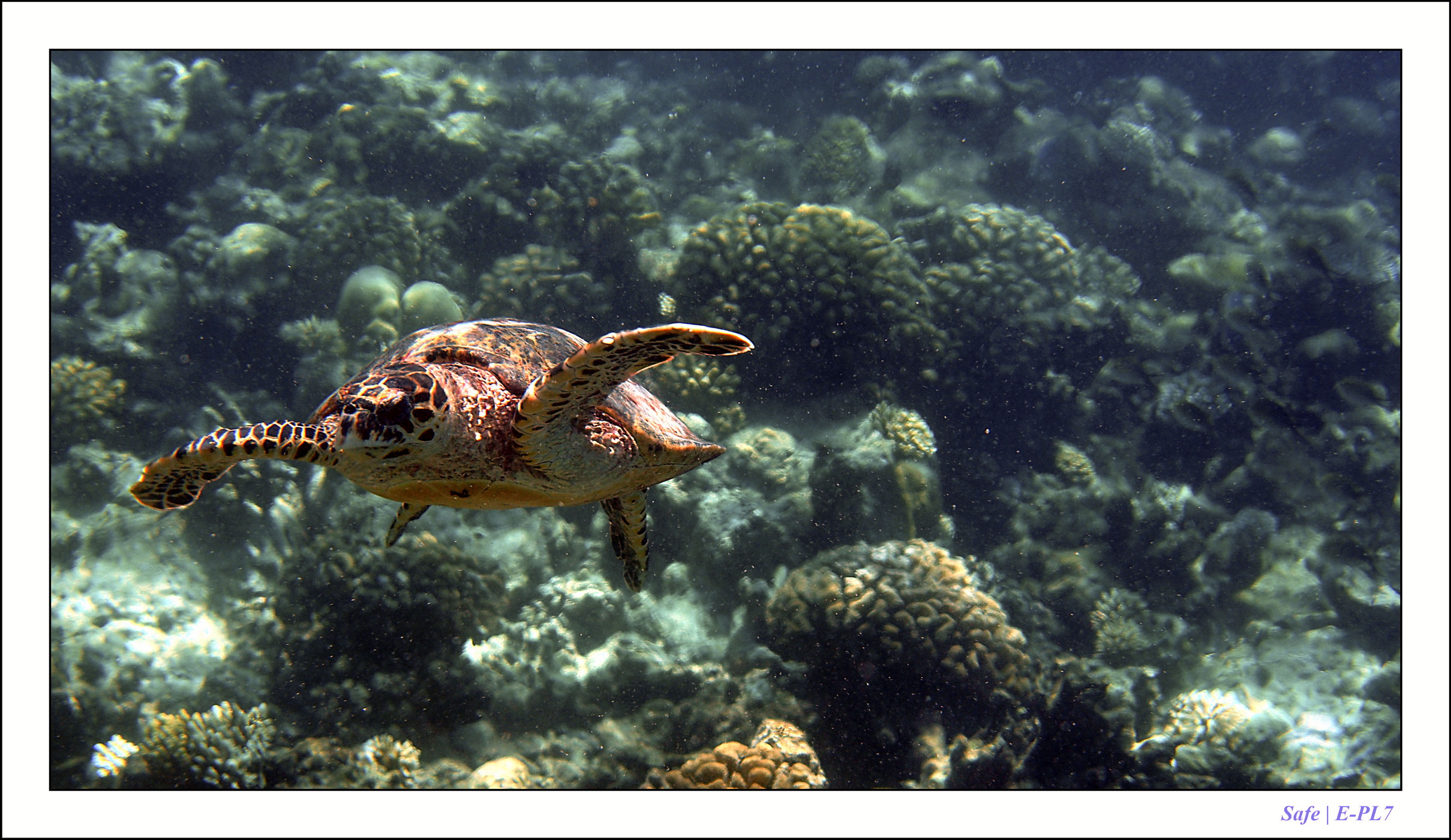 2022 - 07 - snorkeling Maldives - 036